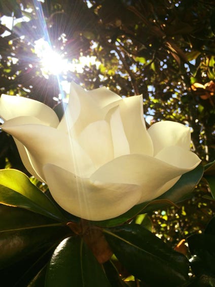 Magnolia by Robert Graves